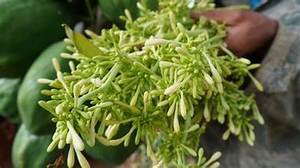 สมุนไพรจากพืชสนับสนุนมะละกอสำหรับผู้ชายแบบแห้งบริสุทธิ์ - Product Image 4