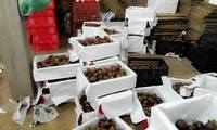 Vietnam Premium Verse Mangosteen Tropisch Superfruit Groothandel Export Aanbod