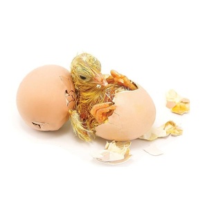 Proveedor con el Mejor Precio, Compre Huevos para Incubar de Pollo Cobb 500 y Ross 308 - Product Image 3