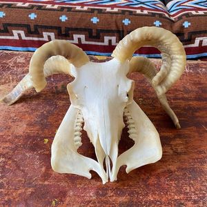 Cuerno de búfalo de alta calidad Natural religioso Kosher Shofar soplado pulido decoración de vacaciones ecológica - Product Image 5