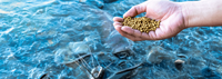 SR Global Exports Aditif Pakan Ikan Mudah Dicerna, Pakan Ikan Apung 30% Protein, Pengawet Pakan untuk Ikan Anak dan Ikan Dewasa