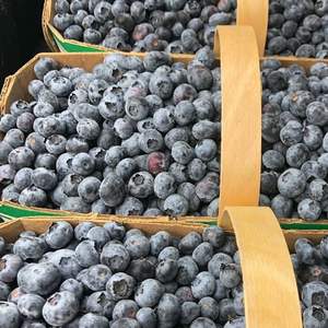 Arándanos Frescos de Calidad, Deliciosos Frutos de Arándanos Naturales - Calidad Premium - Suministro a Granel - Product Image 5