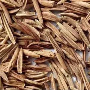 สารสกัดจาก CO2เมล็ดอินทราจาวา - Product Image 1