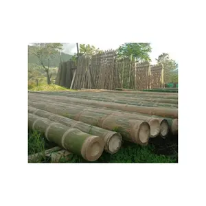 จัดหาเสาไม้ไผ่ธรรมชาติ / ไม้ไผ่ดิบจากเวียดนาม / มีในสต็อกท่อเสาไม้ไผ่ ปริมาณมากจาก VN