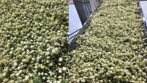 Flores de jazmín secas orgánicas Abastecimiento de alta calidad para mercados de hierbas exclusivos-Caryln 0084935825297 - Product Image 2