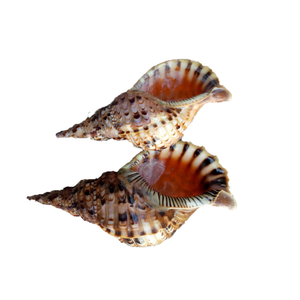 Auténticas conchas en espiral marinas de Vietnam para decoración de interiores temática de playa, obras artísticas y regalos de boda en el océano - Product Image 2