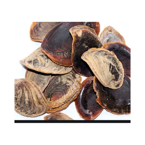 Opercule de coquillage naturel, coquille marine pour la fabrication de bijoux, les travaux manuels et les projets d'art décoratif - Product Image 3