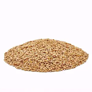 Дешевая Пшеница высшего качества для продажи