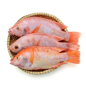 Wholesale Seafood Frozen Whole Round Nile Tilapia <b>Fish</b> - Product Image 3