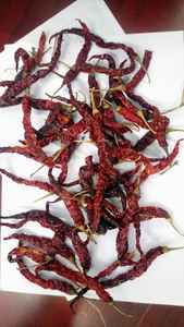 พริกแดง byadgi ต้นกำเนิดจากอินเดีย - Product Image 5