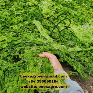 ผงสาหร่ายสีเขียวออแกนิคแห้ง ulva Lactuca ผลิตในเวียดนามโดยผู้ผลิตต้นกำเนิด - Product Image 1