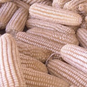Maíz Blanco Seco No Glutinoso, Listo para Exportación, 24 Meses de Vida Útil, Uso Industrial y Nutricional, Origen Tailandia, Envío a Todo el Mundo - Product Image 1