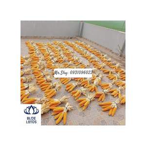 Decoración de maíz seco producto para el hogar maíz seco se utiliza para la decoración mejor producto de decoración de Vietnam producto de Loto Azul - Product Image 2