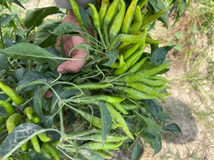 Graines hybrides de piment fort Capital F1 - Product Image 3