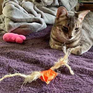 LOOFAH Jouet à mâcher interactif fait à la main en bois pour chiens et chats Durable et doux PET-SAFE Design Box Packed Made in Vietnam - Product Image 4