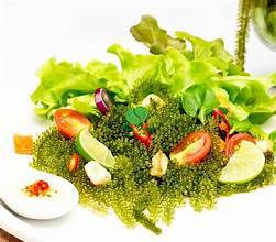 สาหร่ายองุ่นระดับพรีเมี่ยมจากทะเลสะอาด/สุดยอดอาหารจากพืช/พร้อมเพลิดเพลิน - Product Image 3