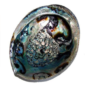 Cuencos grandes para difuminar conchas de abulón, quemador de incienso de concha marina, concha de abulón estándar al por mayor de La India a precios de fábrica baratos - Product Image 1