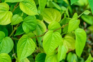 Daun Sirih Kering - Segar, Praktis, Siap Pakai