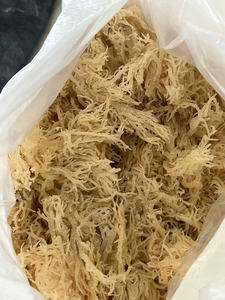 Alga marina de algodón de Vietnam, seca, limpia, de textura fuerte, adecuada para la producción y comercialización de carragenina de alta calidad - Product Image 3