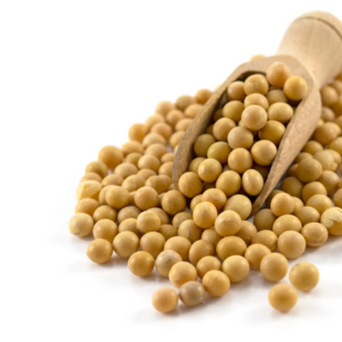 Ventas de exportación de soja seca sin OGM a granel
