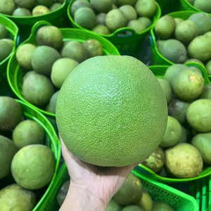 ส้มโอเนื้อแดงแสนอร่อยจากเวียดนามเพื่อส่งออกไปยังซูเปอร์มาร์เก็ตผู้จัดจำหน่ายและผู้นำเข้า - Product Image 1