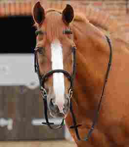 Top Quality Racing <b>Horse</b> Reins 2026 Anti Slip Side Reins Accessories Manufacturer Supplier Premium <b>Horse</b> Riding Reins Bulk - Product Image 2