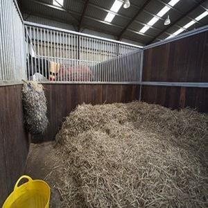 Vente en gros de copeaux de bois de pin pour litière d'animaux - Sans poussière, super absorbant, sans produits chimiques, litière d'écurie - Product Image 6