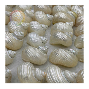 Vente en gros de coquillages Turbo Burgess-Petit 4-6cm, parfait pour la décoration marine et nautique - Product Image 5