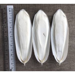 ราคาถูกสุดๆ-กระดูกปลาหมึกจากโรงงานเวียดนามสำหรับนกเต่านกแก้ว0084935825297คาริล - Product Image 3