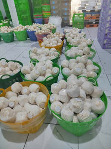 แตกเปิดมะพร้าวสดจากเวียดนามที่ดีที่สุดพร้อมส่งออก - Product Image 6