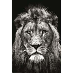 Affiche moderne de lion noir et blanc, design de portrait de Christian Meermann, affiche de lion de Christian Meermann - Product Image 3