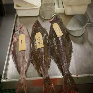 Halibut du Groenland IQF Congelé en Vrac, Qualité Premium, Processus BQF, 100% Frais, Certifié ISO HACCP HALAL, 0,03 kg, Origine Canada, Disponible à la Vente - Product Image 1