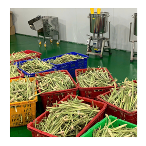 Raíz de limoncillo congelada a granel y limoncillo congelado en rodajas para aromatizar al proveedor de limoncillo congelado de la fábrica de Vietnam - Product Image 1