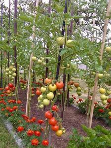 Piquet de jardin en bambou naturel-1 mètre de long, idéal pour les légumes, les fleurs et l'agriculture - Product Image 6