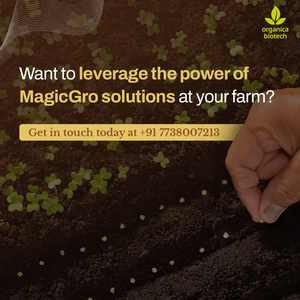 Développement des semences en coton - Product Image 5