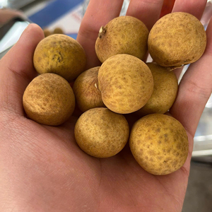 สด idor longan เวียดนามที่มีผิวสีน้ำตาลทองและเนื้อฉ่ำรสหวานบรรจุสำหรับการส่งออกขายปลีกและขายส่งใช้ - Product Image 1