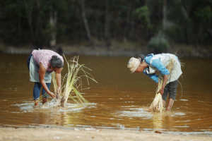 Aceite Esencial de Vetiver 100% Puro y Natural, Destilado al Vapor, Profundamente Relajante, Regenerador de la Piel, Ingrediente Cosmético, Madagascar - Product Image 4
