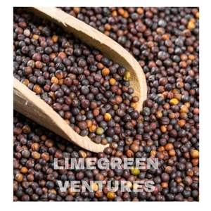 Semillas de Colza de Doble Lengua, Marca Brassica Napus, Semillas Oleaginosas, Exportador a Granel de la India, 12 Meses de Duración, Saludables - Product Image 2