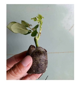 100% tourbe de coco naturelle-tourbe de fibre de noix de coco-granulés de tourbe de coco de haute qualité avec des prix bon marché du Vietnam - Product Image 5