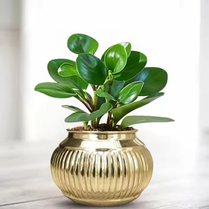 Modern Golden Brass Planter <b>Pot</b> <b>for</b> Home Decor Ideal <b>for</b> <b>Succulents</b> Living Room Office or Balcony Display Accent - Product Image 4