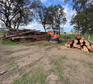 Bois de chauffage de bouleau de qualité supérieure pour l'exportation - Product Image 6