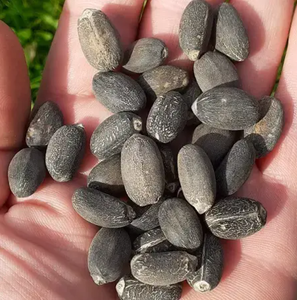 Semillas de Jatropha Secas, Producto Agrícola para Exportación a Todo el Mundo - Product Image 6