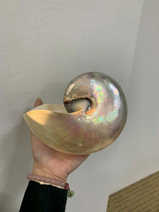 Nautilus Pompilius, concha marina perlada natural pulida para exhibición de decoración costera, artesanía Natural hecha a mano para bodas - Product Image 4