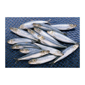 Sardinas congeladas envasadas a granel, mariscos para supermercados y minoristas - Product Image 1