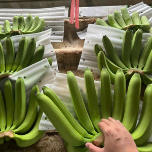 Plátanos Cavendish de alta calidad, grado de exportación para importadores de Oriente Medio - Product Image 6