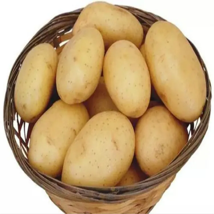 Patate fresche di alta qualità a buon mercato grossisti di esportazione professionale patate fresche