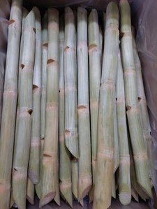 Caña de azúcar congelada vietnamita naturalmente dulce de alta calidad, caña de azúcar congelada Premium para café, bares de jugos, distribuidores de exportación - Product Image 6