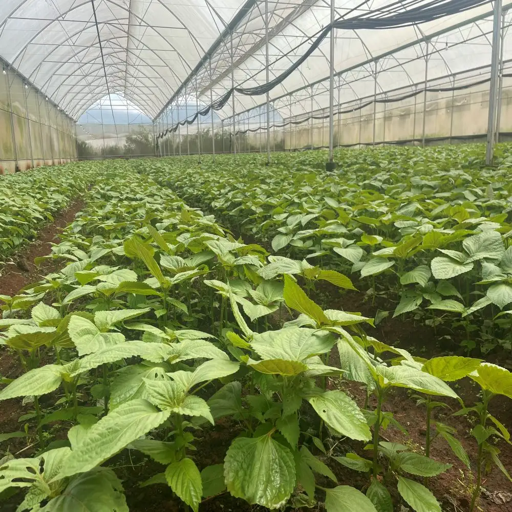 Kenhip Leaf Professional Team Export Purchase Organic FarmカスタマイズされたパッケージMade In Vietnam Trading