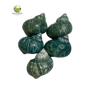 Concha de Nácar Natural Verde Turbo Pulida para Decoración del Hogar, Acuarios, Manualidades, Decoración de Bodas, Venta al por Mayor - Product Image 5