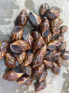 Acheter Africa Smail Online Produit de qualité supérieure Idéal pour la cuisine Beauté et remèdes à base de plantes avec livraison rapide en vente - Product Image 5